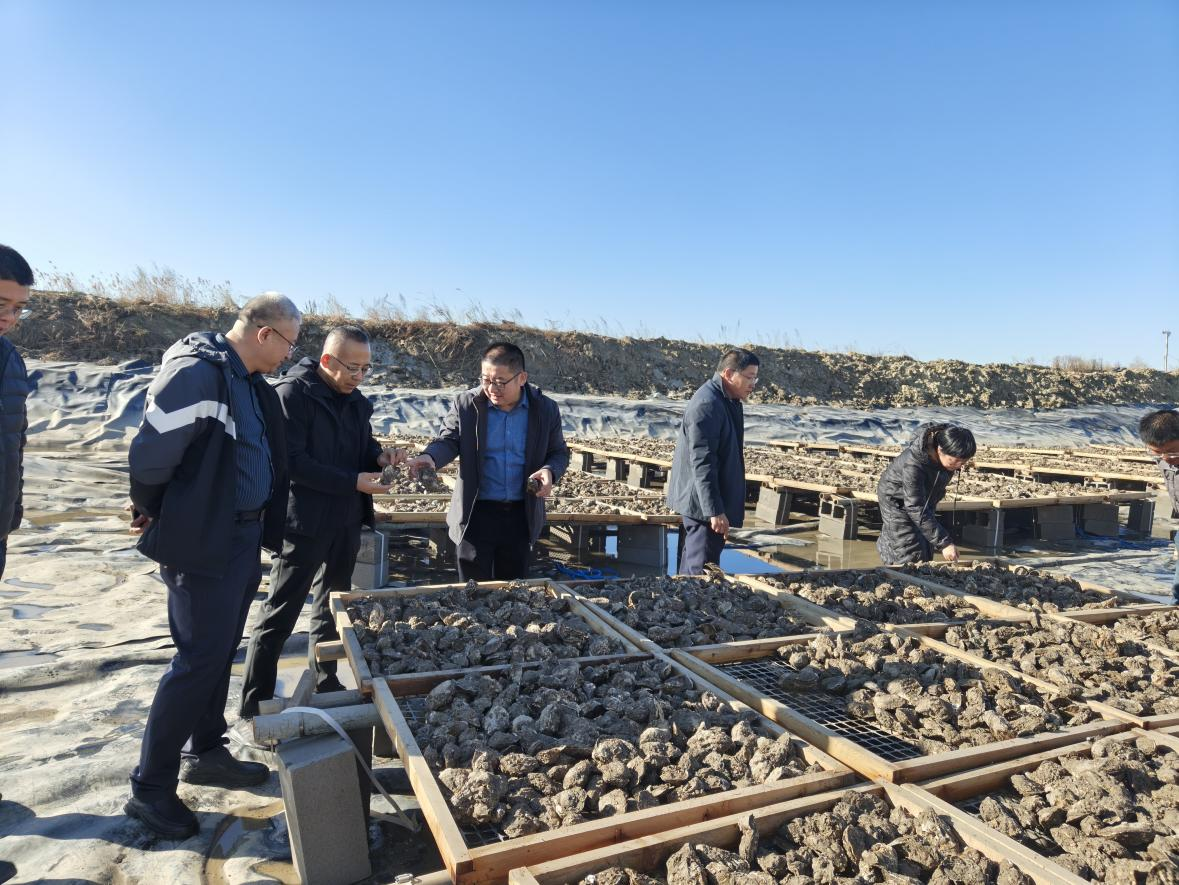 省贝类体系首席专家现场指导 牡蛎品质提升池塘养殖试验提速推进